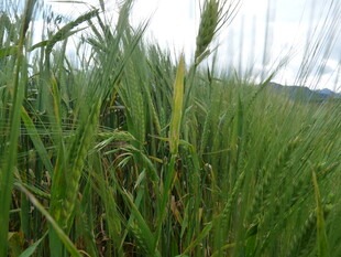 田野中的茂盛绿色麦苗