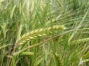 翠绿麦田中的饱满麦穗