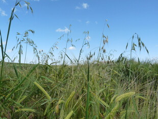 广袤田野上的青青野草