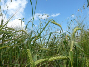 蓝天映衬下的蓬勃麦田