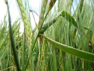 麦田中的绿色生机