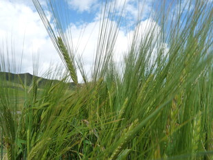 麦田蓝天 生机盎然
