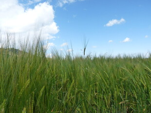 广袤绿野 蓝天相伴