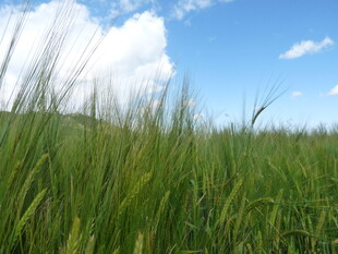 蓝天绿野中的蓬勃麦田