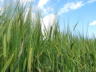 麦田蓝天 清新田园景致