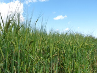 蓝天绿野中的蓬勃麦田