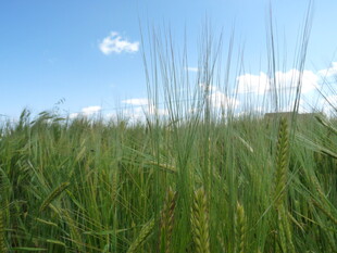 蓝天绿野中的蓬勃麦田
