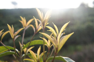 阳光下的嫩绿新茶枝叶