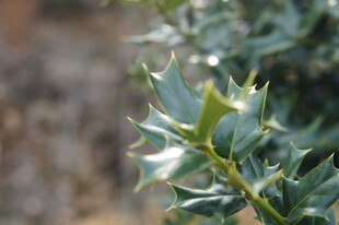 翠绿带刺植物特写