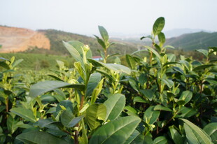 绿叶植物近景特写