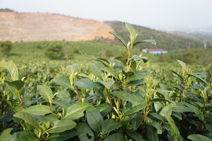 茶园风光