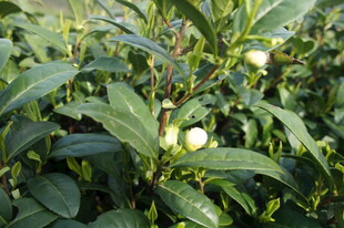 绿叶间的白色山茶花苞