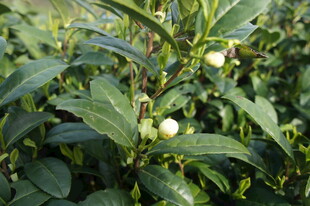 绿叶间的白色茶花蓓蕾