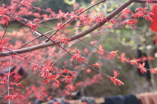 枝头绽放的艳丽红花朵