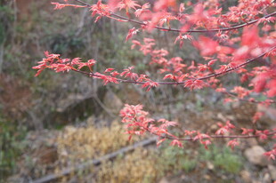 枝头绽放的艳丽红花朵