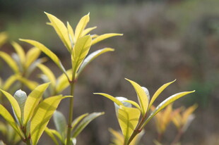 嫩绿新茶芽