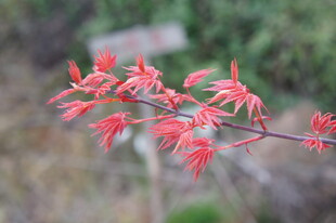 红嫩枫叶枝梢绽放