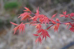 红枫叶枝特写