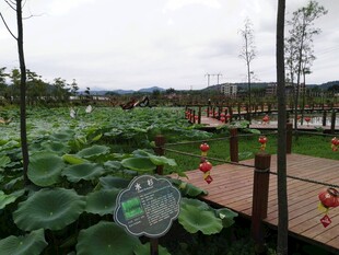 荷塘栈道景观