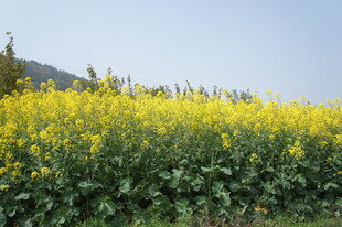 金黄油菜花海田园风光