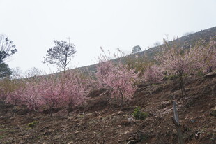 山坡上绽放的粉色花枝