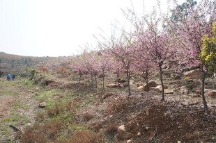 山坡烂漫桃花林
