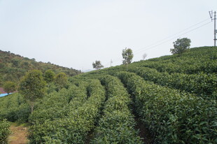翠绿梯田式茶园美景
