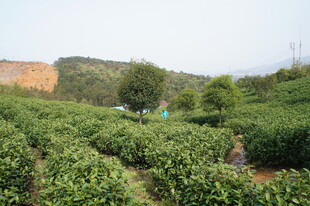 翠绿茶园风光