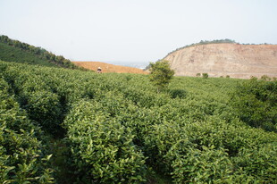 绿意盎然的山坡农田景观