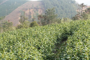 山间绿意盎然的茶园景色