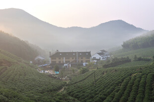 茶园山间茶园村落晨景