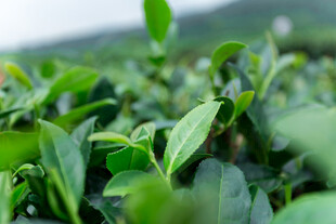 茶园嫩绿茶叶生机盎然