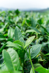 嫩绿茶叶生机勃勃的茶园