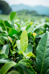 翠绿茶园中的鲜嫩茶叶