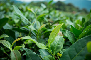 翠绿茶园 鲜嫩茶叶初绽
