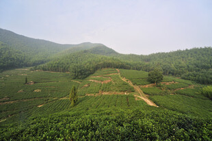 山间绿意盎然的茶园风光