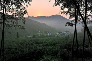茶园山林晨景 雾霭中的静谧风光