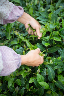 双手采摘嫩绿茶叶