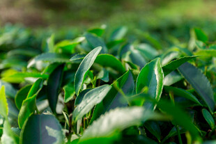 嫩绿茶叶生机盎然
