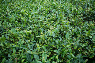 翠绿繁茂的茶叶植株