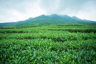翠绿茶园与远山美景