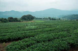 广袤茶园 远山如黛