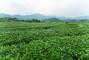 翠绿茶园 远山如黛
