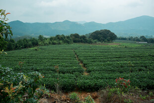 翠绿茶园 远山如黛