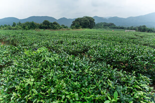 茶园翠绿茶园 远山相伴