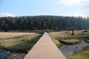 普达措森林公园