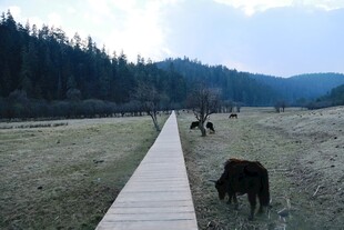 普达措森林公园