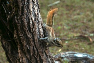 小松鼠
