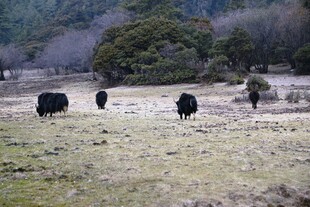 普达措森林公园