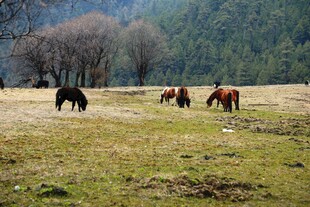 普达措森林公园